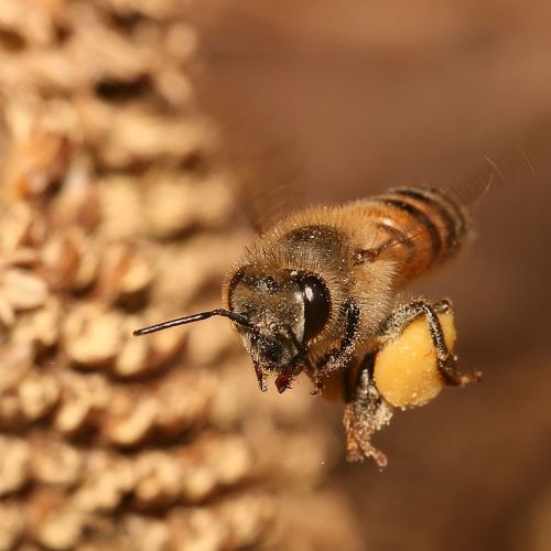 1280px-Apis_mellifera_flying