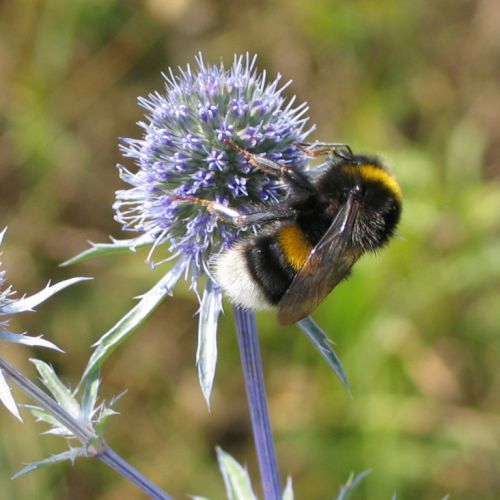 Bombus_terrestris1_trzmiel_ziemny_small